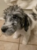 Ella, a female Poodle - Multi-Colored Standard for sale in Benton, AR – Photo 4 of 6