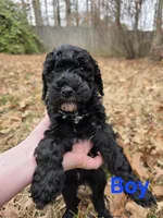 Bailey, a male Poodle - Multi-Colored Standard for sale in Benton, AR – Photo 4 of 5