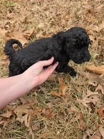 Bailey, a male Poodle - Multi-Colored Standard for sale in Benton, AR – Photo 5 of 5