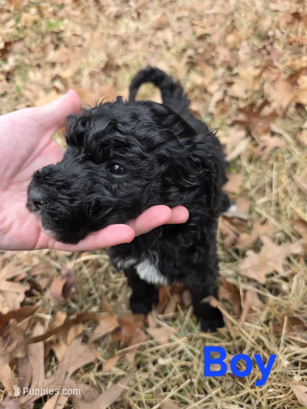 Bailey – Poodle - Multi-Colored Standard puppy for sale in Benton, AR