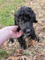 Bailey, a male Poodle - Multi-Colored Standard for sale in Benton, AR – Photo 3 of 5