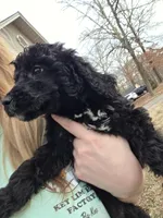 Bailey, a male Poodle - Multi-Colored Standard for sale in Benton, AR – Photo 2 of 5
