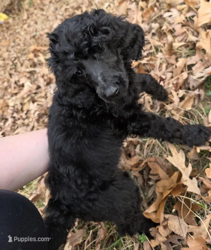 Riley – Poodle - Standard  puppy for sale in Benton, AR