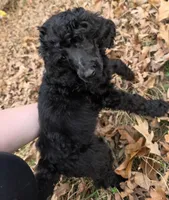 Riley, a male Poodle - Standard  for sale in Benton, AR – Photo 1 of 3