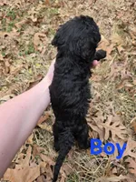 Riley, a male Poodle - Standard  for sale in Benton, AR – Photo 3 of 3