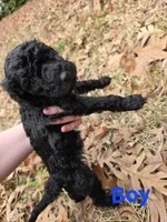 Riley, a male Poodle - Standard  for sale in Benton, AR – Photo 2 of 3