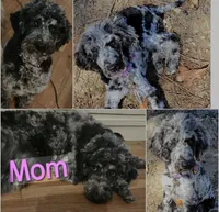 Riley, a male Poodle - Standard  for sale in Benton, AR – 4 of 5