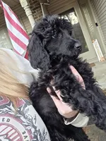 Lainey, a female Poodle - Standard  for sale in Benton, AR – Photo 2 of 6