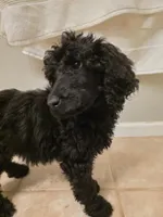 Lainey, a female Poodle - Standard  for sale in Benton, AR – Photo 5 of 6