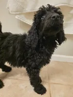 Lainey, a female Poodle - Standard  for sale in Benton, AR – Photo 4 of 6