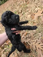 Lainey, a female Poodle - Standard  for sale in Benton, AR – Photo 1 of 6