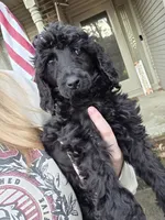 Lainey, a female Poodle - Standard  for sale in Benton, AR – Photo 3 of 6