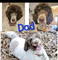 Lainey, a female Poodle - Standard  for sale in Benton, AR – 8 of 8