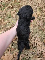 Lainey, a female Poodle - Standard  for sale in Benton, AR – Photo 6 of 6