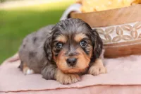 Shiloh, a male Cavalier King Charles Spaniel and Miniature Bernedoodle for sale in Warsaw, IN – 6 of 8
