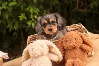 Havilah, a female Cavalier King Charles Spaniel and Miniature Bernedoodle for sale in Warsaw, IN – 7 of 10