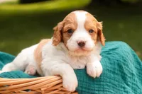 Caleb, a male Cavalier King Charles Spaniel and Miniature Bernedoodle for sale in Warsaw, IN – 5 of 7