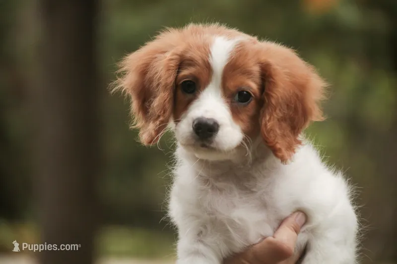 Caleb – Cavalier King Charles Spaniel, Miniature Bernedoodle puppy for sale in Warsaw, IN