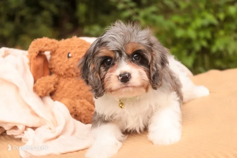 Jericho – Cavalier King Charles Spaniel, Miniature Bernedoodle puppy for sale in Warsaw, IN