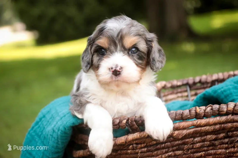 Jericho – Cavalier King Charles Spaniel, Miniature Bernedoodle puppy for sale in Warsaw, IN