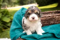 Jericho, a male Cavalier King Charles Spaniel and Miniature Bernedoodle for sale in Warsaw, IN – 6 of 7