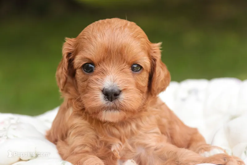 Eden – Cavalier King Charles Spaniel, Miniature Bernedoodle puppy for sale in Warsaw, IN