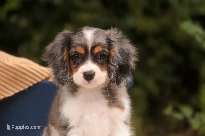 Jordan – Cavalier King Charles Spaniel, Miniature Bernedoodle puppy for sale in Warsaw, IN