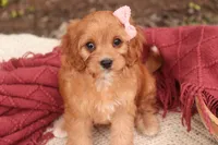 Eden, a female Cavalier King Charles Spaniel and Miniature Bernedoodle for sale in Warsaw, IN – 3 of 10