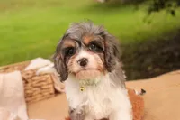 Jericho, a male Cavalier King Charles Spaniel and Miniature Bernedoodle for sale in Warsaw, IN – 4 of 8