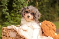 Jericho, a male Cavalier King Charles Spaniel and Miniature Bernedoodle for sale in Warsaw, IN – 6 of 8