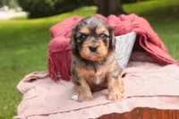 Havilah, a female Cavalier King Charles Spaniel and Miniature Bernedoodle for sale in Warsaw, IN – 3 of 7