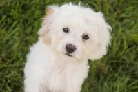 Smurf, a male Cavalier King Charles Spaniel and Miniature Bernedoodle for sale in Warsaw, IN – 7 of 10