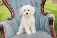 Smurf, a male Cavalier King Charles Spaniel and Miniature Bernedoodle for sale in Warsaw, IN – 10 of 10