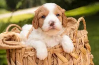 Joshua, a male Cavalier King Charles Spaniel and Miniature Bernedoodle for sale in Warsaw, IN – 6 of 7