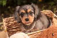 Havilah, a female Cavalier King Charles Spaniel and Miniature Bernedoodle for sale in Warsaw, IN – 6 of 10