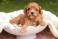 Eden, a female Cavalier King Charles Spaniel and Miniature Bernedoodle for sale in Warsaw, IN – 2 of 7