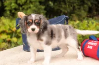 Jordan, a male Cavalier King Charles Spaniel and Miniature Bernedoodle for sale in Warsaw, IN – 3 of 10