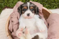 Jordan, a male Cavalier King Charles Spaniel and Miniature Bernedoodle for sale in Warsaw, IN – 7 of 7