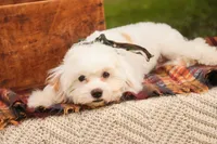 Smurf, a male Cavalier King Charles Spaniel and Miniature Bernedoodle for sale in Warsaw, IN – 9 of 10
