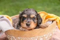 Shiloh, a male Cavalier King Charles Spaniel and Miniature Bernedoodle for sale in Warsaw, IN – 2 of 8