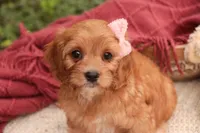 Eden, a female Cavalier King Charles Spaniel and Miniature Bernedoodle for sale in Warsaw, IN – 4 of 10