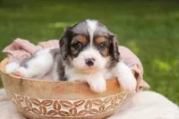 Jordan, a male Cavalier King Charles Spaniel and Miniature Bernedoodle for sale in Warsaw, IN – 6 of 7