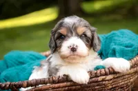 Jericho, a male Cavalier King Charles Spaniel and Miniature Bernedoodle for sale in Warsaw, IN – 3 of 7