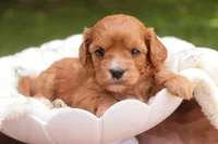 Eden, a female Cavalier King Charles Spaniel and Miniature Bernedoodle for sale in Warsaw, IN – 4 of 7