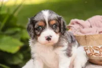 Jordan, a male Cavalier King Charles Spaniel and Miniature Bernedoodle for sale in Warsaw, IN – 2 of 7