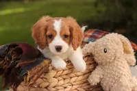 Caleb, a male Cavalier King Charles Spaniel and Miniature Bernedoodle for sale in Warsaw, IN – 8 of 9