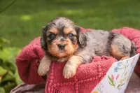 Havilah, a female Cavalier King Charles Spaniel and Miniature Bernedoodle for sale in Warsaw, IN – 6 of 7