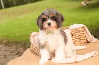 Jericho, a male Cavalier King Charles Spaniel and Miniature Bernedoodle for sale in Warsaw, IN – 8 of 8