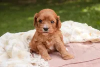 Eden, a female Cavalier King Charles Spaniel and Miniature Bernedoodle for sale in Warsaw, IN – 6 of 7