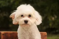 Smurf, a male Cavalier King Charles Spaniel and Miniature Bernedoodle for sale in Warsaw, IN – 3 of 10